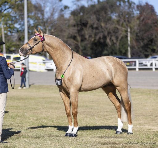 Bathurst Royal – 2025
